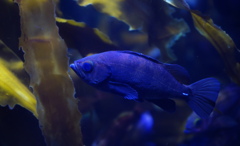 暑い日は水族館へ