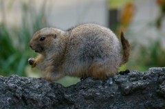 10233932910600042500_gnec4sunla