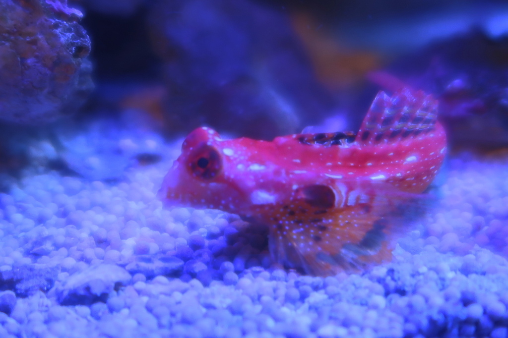 おちょぼぐち～　その88