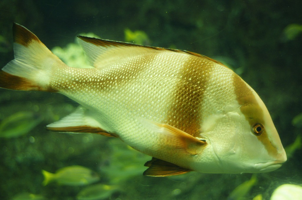 10234707088000042500_ih3bpblfla