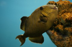 10336236802900042500_1dm4e25fla