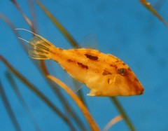 10228515879500042500_mbk7fibyla