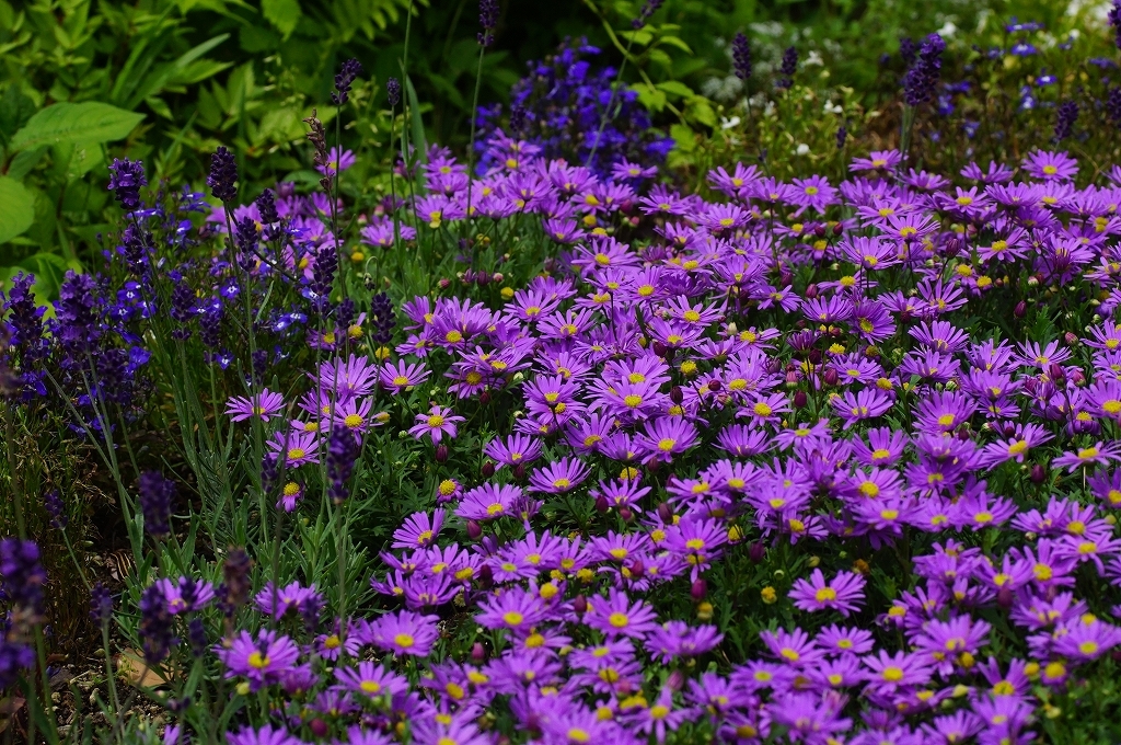 Sexual Violet No.1