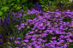 Sexual Violet No.1
