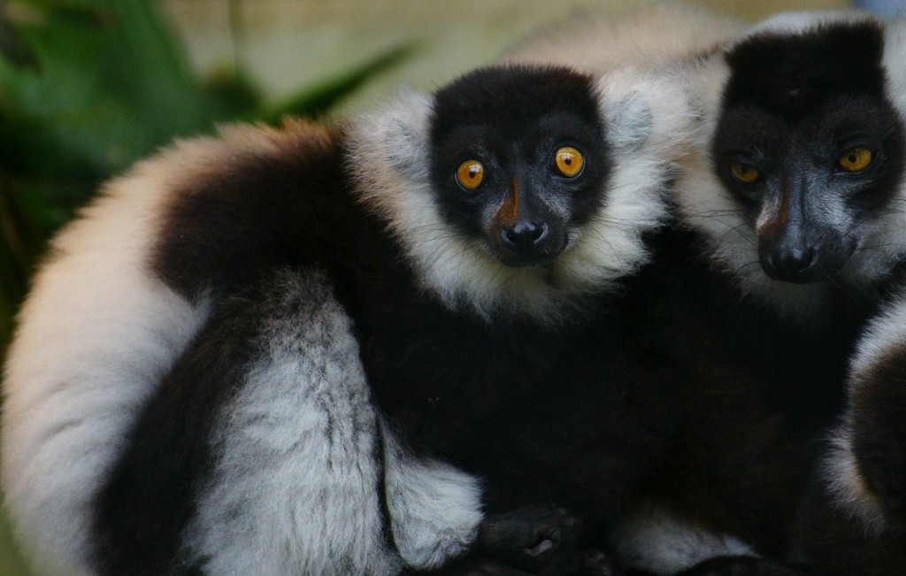 10130190396200042500_j7wq9rglla