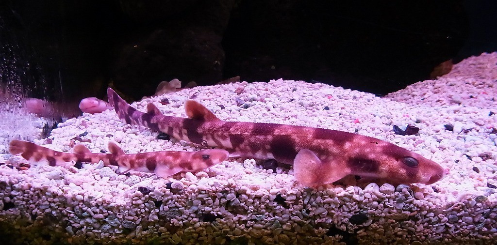 10334811619100042500_ovyo3bvola