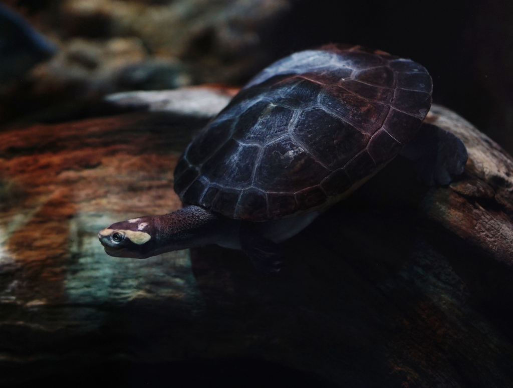 隣が騒がしいようだな　その7