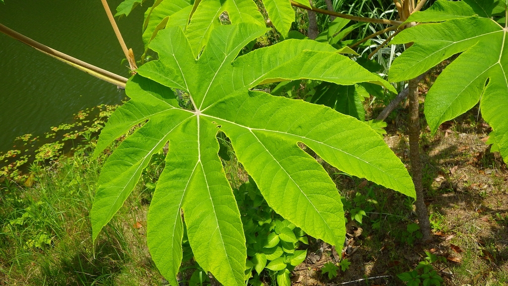 天狗　御用達