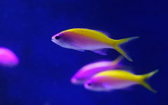 暑い日は水族館へ