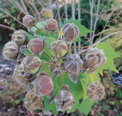 来年も咲いてね～～