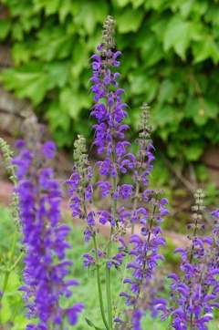 Sexual Violet No.1