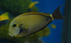 10526754406600042500_59ljcljela