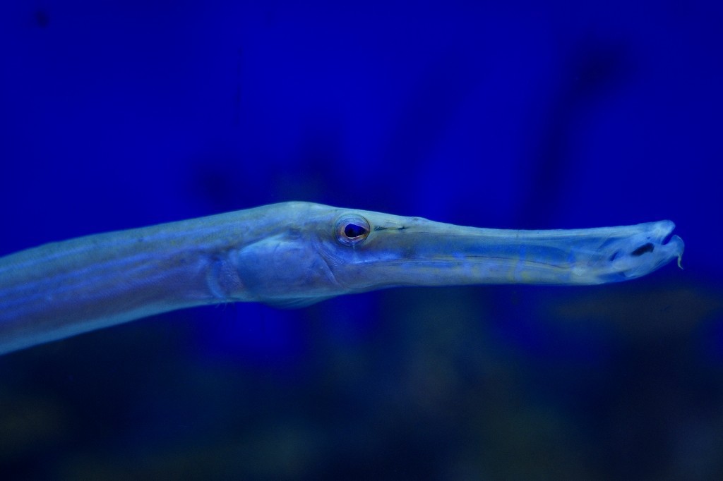 10230467699300042500_v183uss3la