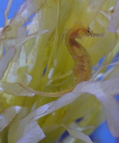 秘技　水草の術