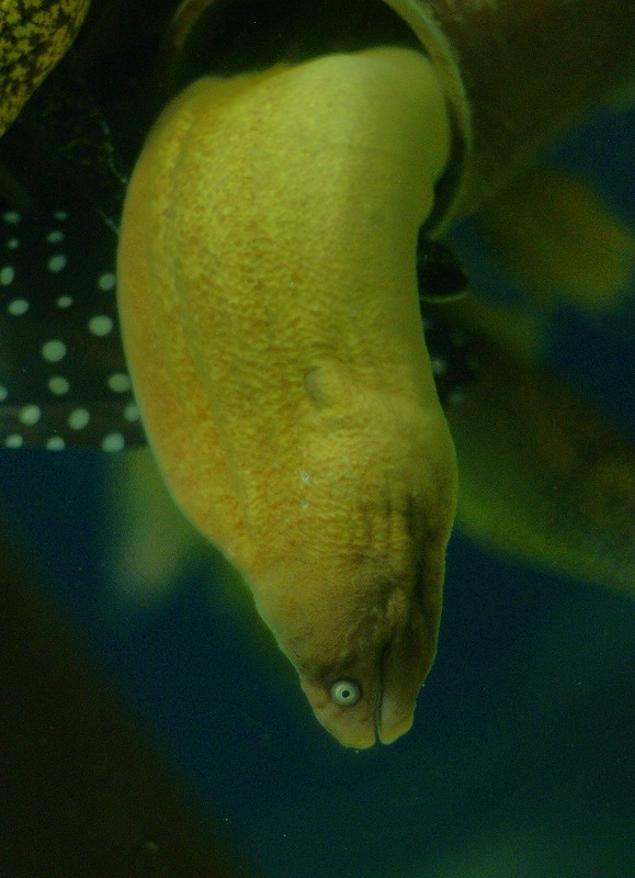 10227995149500042500_48ctc9qjla