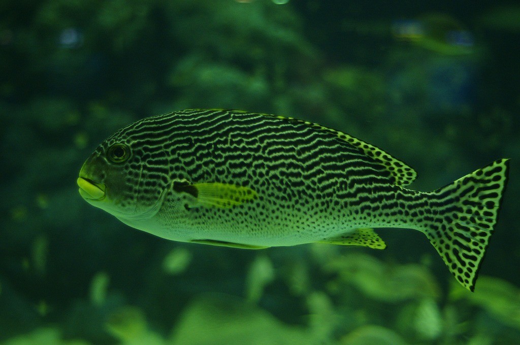 10234681176800042500_ivfyd5pbla