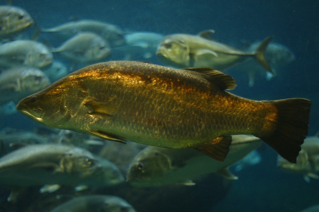 10230546097600042500_cx2fg3e9la