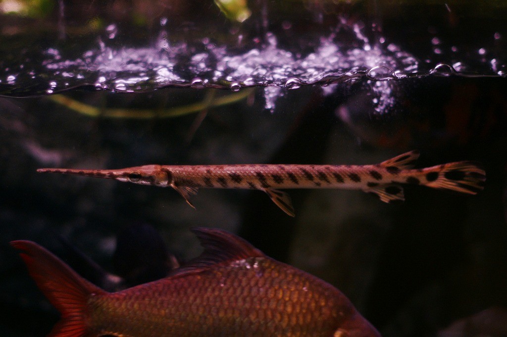 10334828140900042500_jjprnoxzla