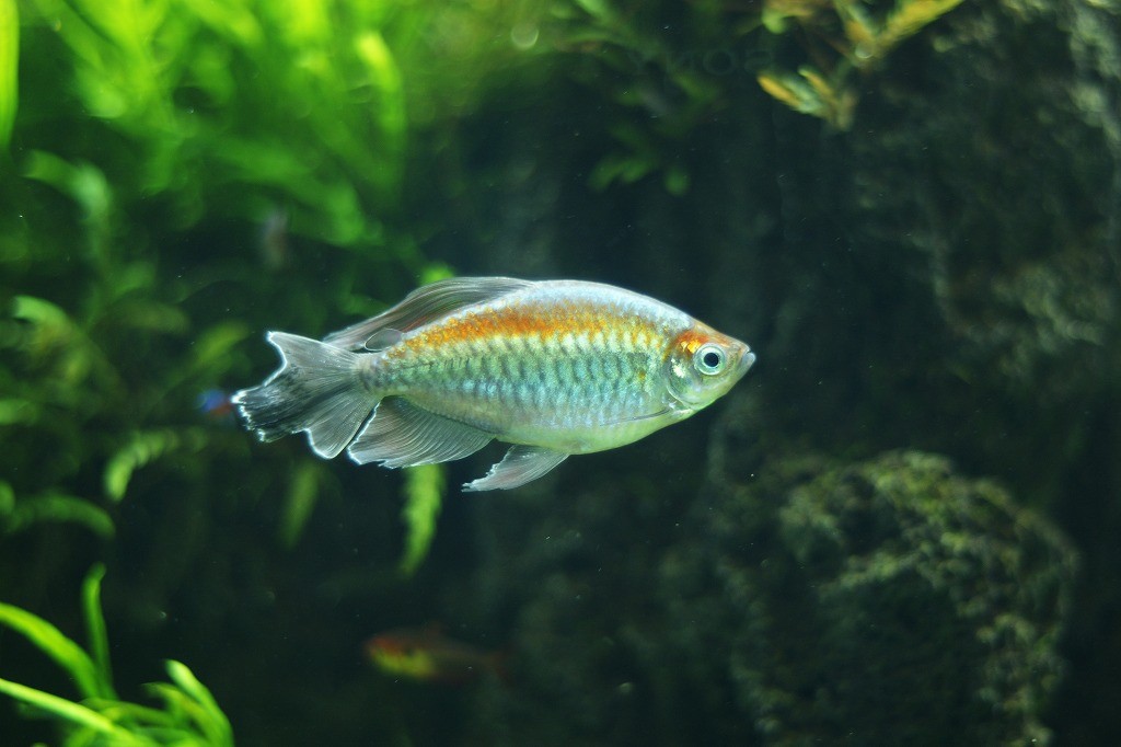 10235285950900042500_fbeoj08ala