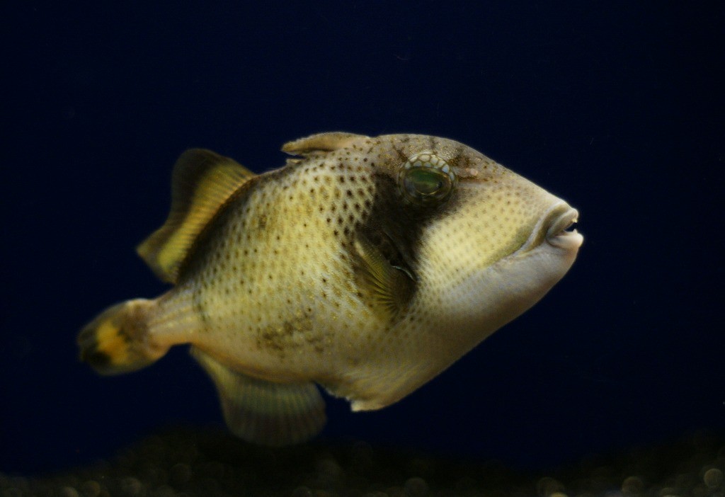 10135779876000042500_g0jdhl8tla