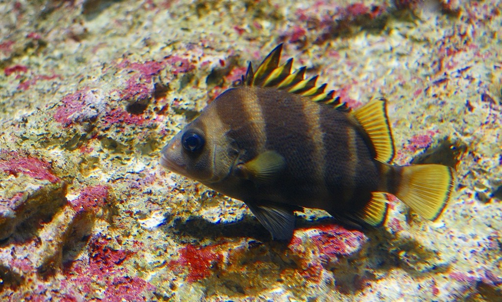 10227011296900042500_p67chbzyla