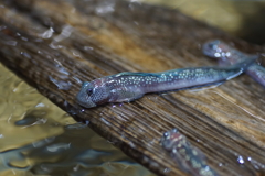 暑い日は水族館へ　その7