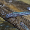 暑い日は水族館へ　その7