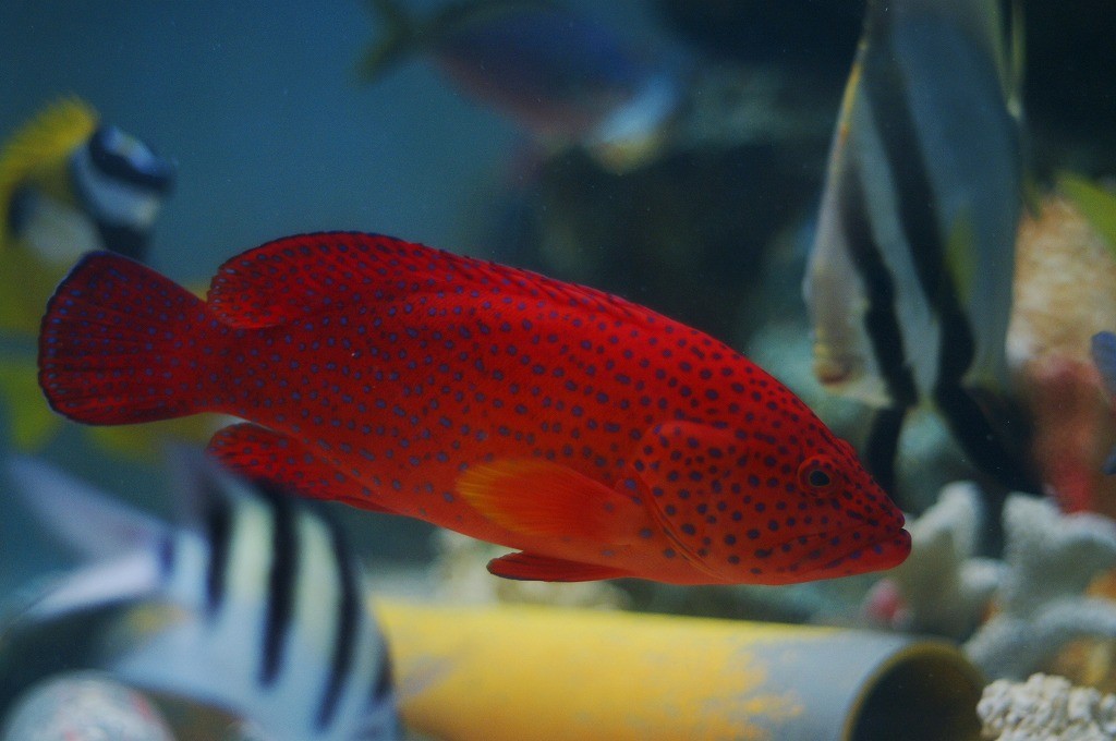 10234646647600042500_x4ge79pxla