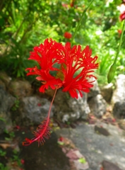 沖縄の花　その5