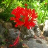 沖縄の花　その5
