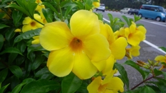 沖縄の花　その10