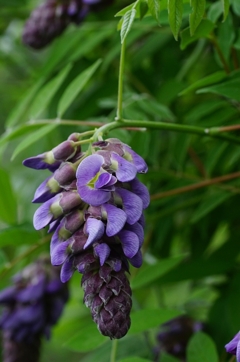 Sexual Violet No.1
