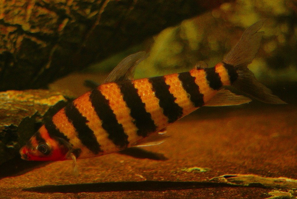 10127601534300042500_fekan5tnla