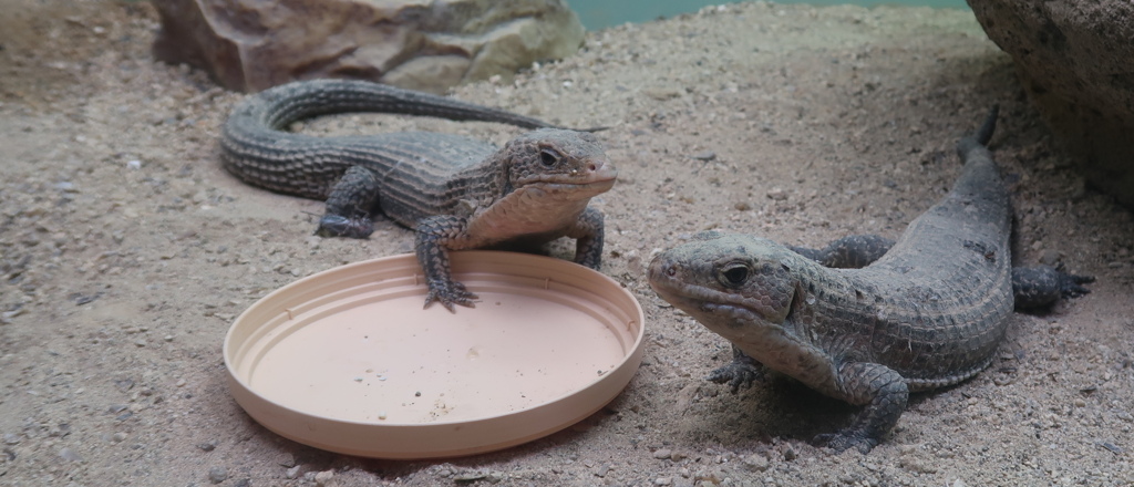 食い物の怨み