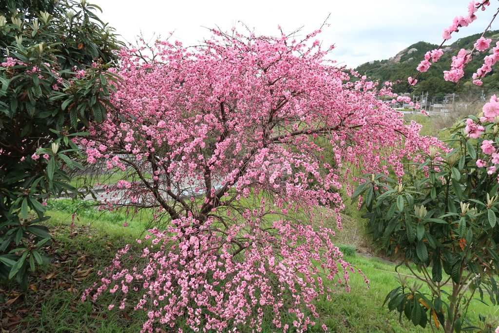 掛川の春