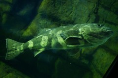 10132997049200042500_uf0yoa2mla