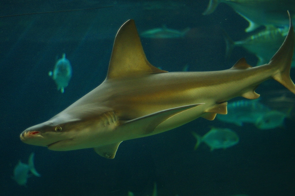 10230607296000042500_qscfurajla