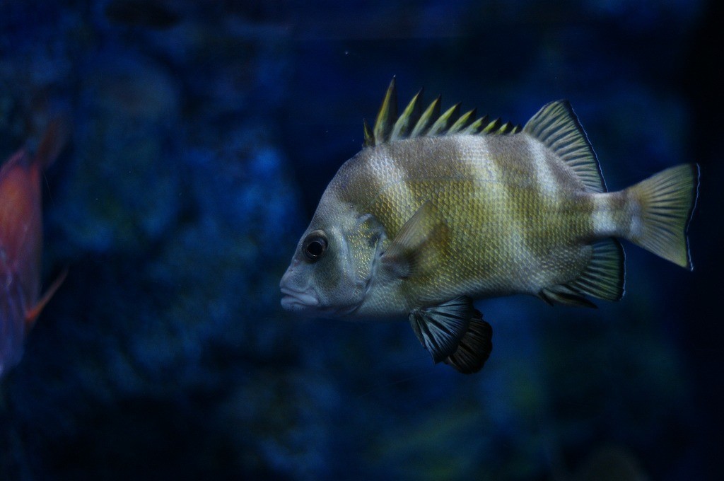 10131661291200042500_mdw0ys9wla