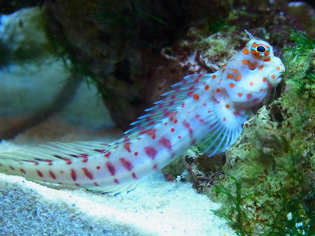 10236288285900042500_j7szc0mpla