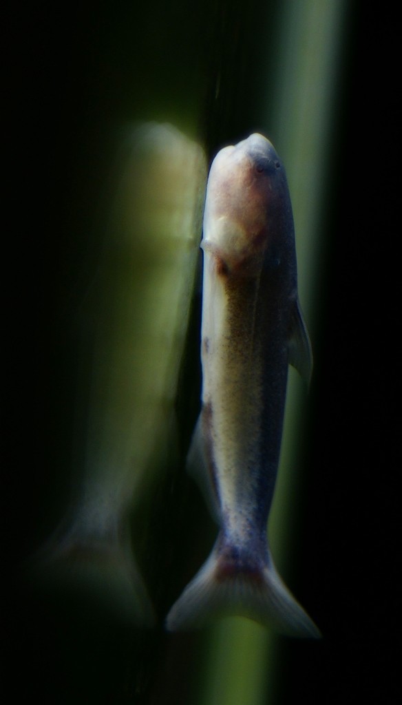 10130460253600042500_9mr7ev2yla