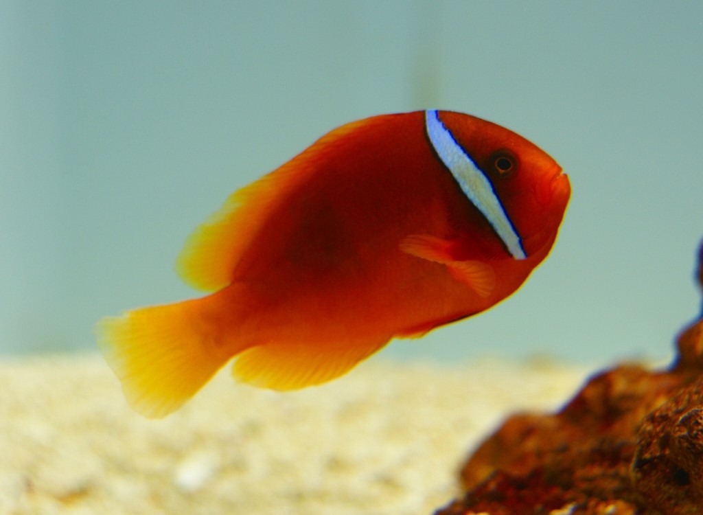 10126684160300042500_j8debpbela