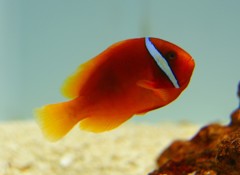 10126684160300042500_j8debpbela