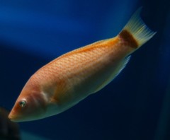 10129311319800042500_kr14sqnela