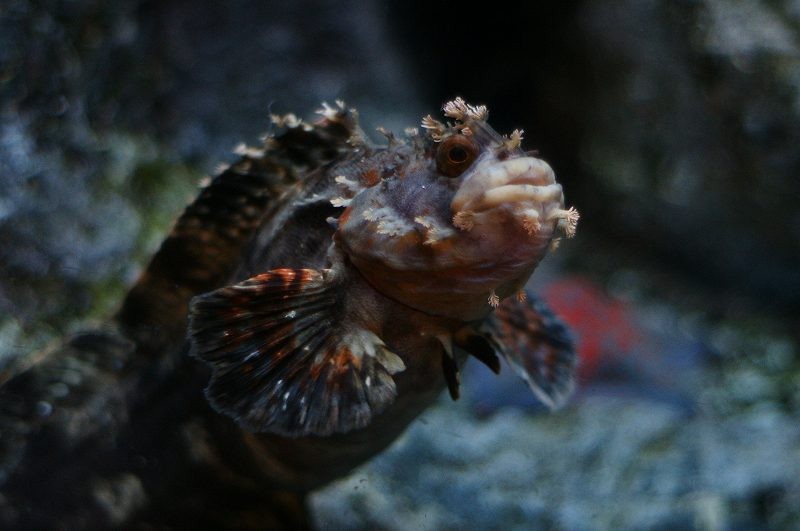 10237865061200042500_ei804umila