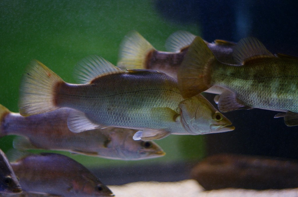 10233804483700042500_9kqyqrspla