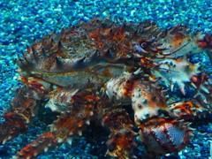 10332610439600042500_s7daa4k6la