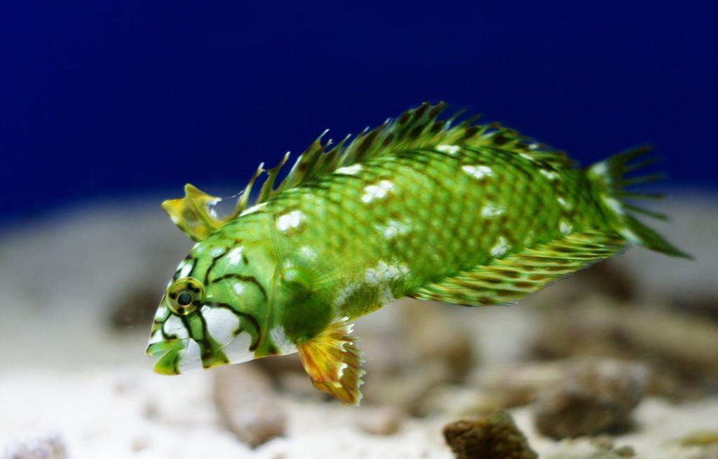 10134882639400042500_u52reqx1la