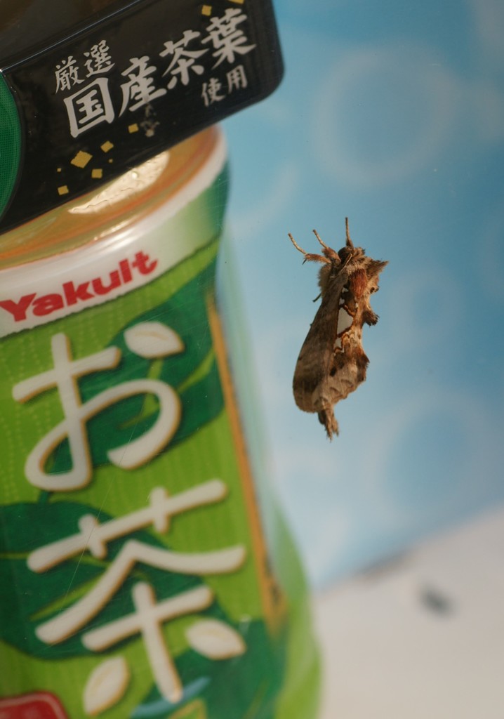 決め手は国産