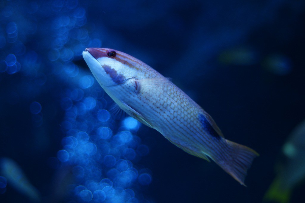 10335251460800042500_watgz320la