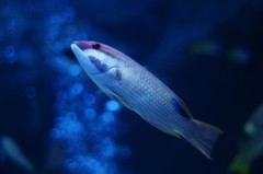 10335251460800042500_watgz320la